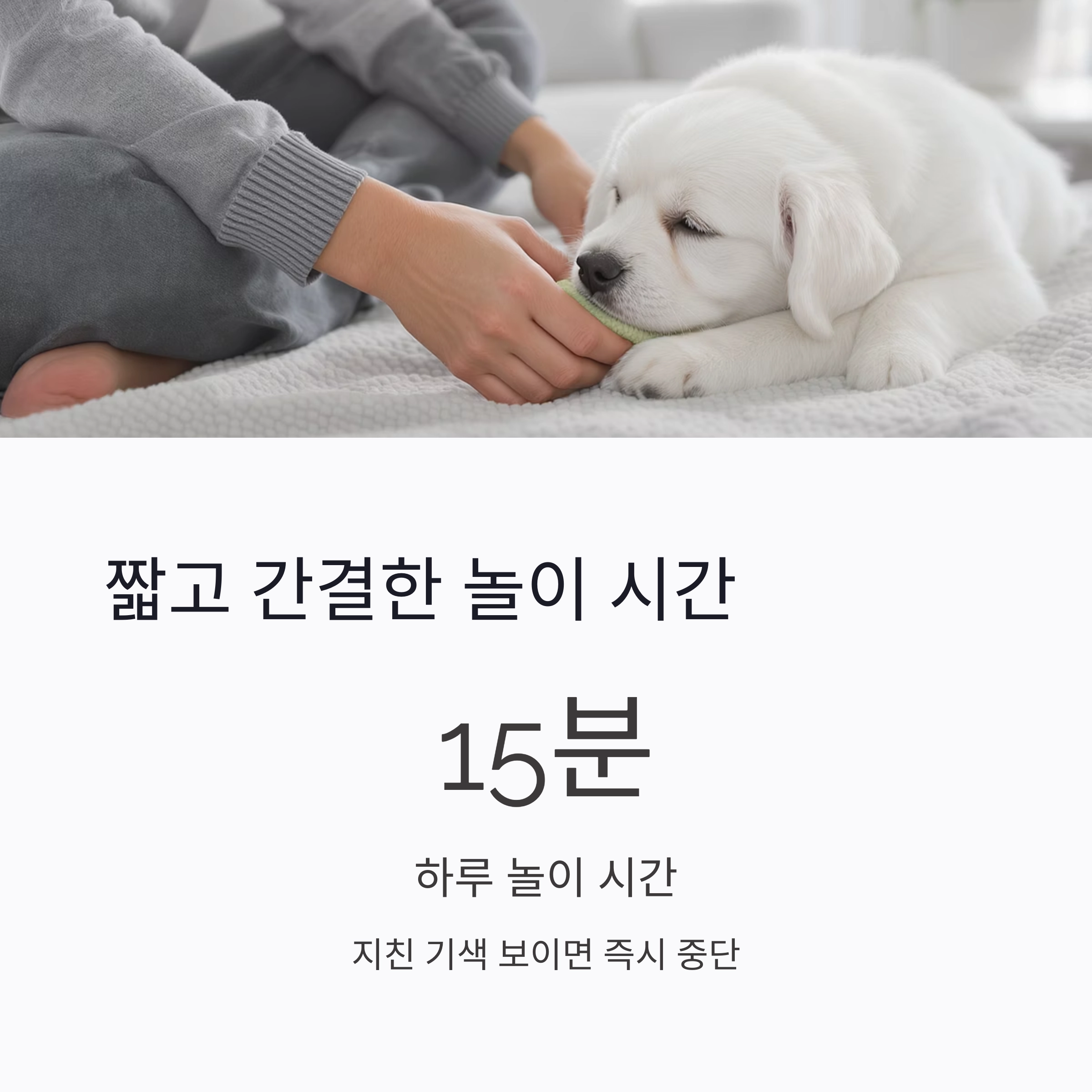 입양 후 첫 일주일, 반려동물과 친해지는 마법의 시간