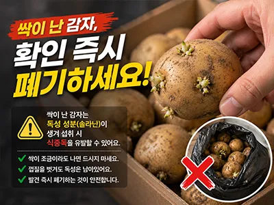 싹이난 감자 폐기