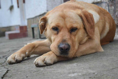 누워있는 강아지