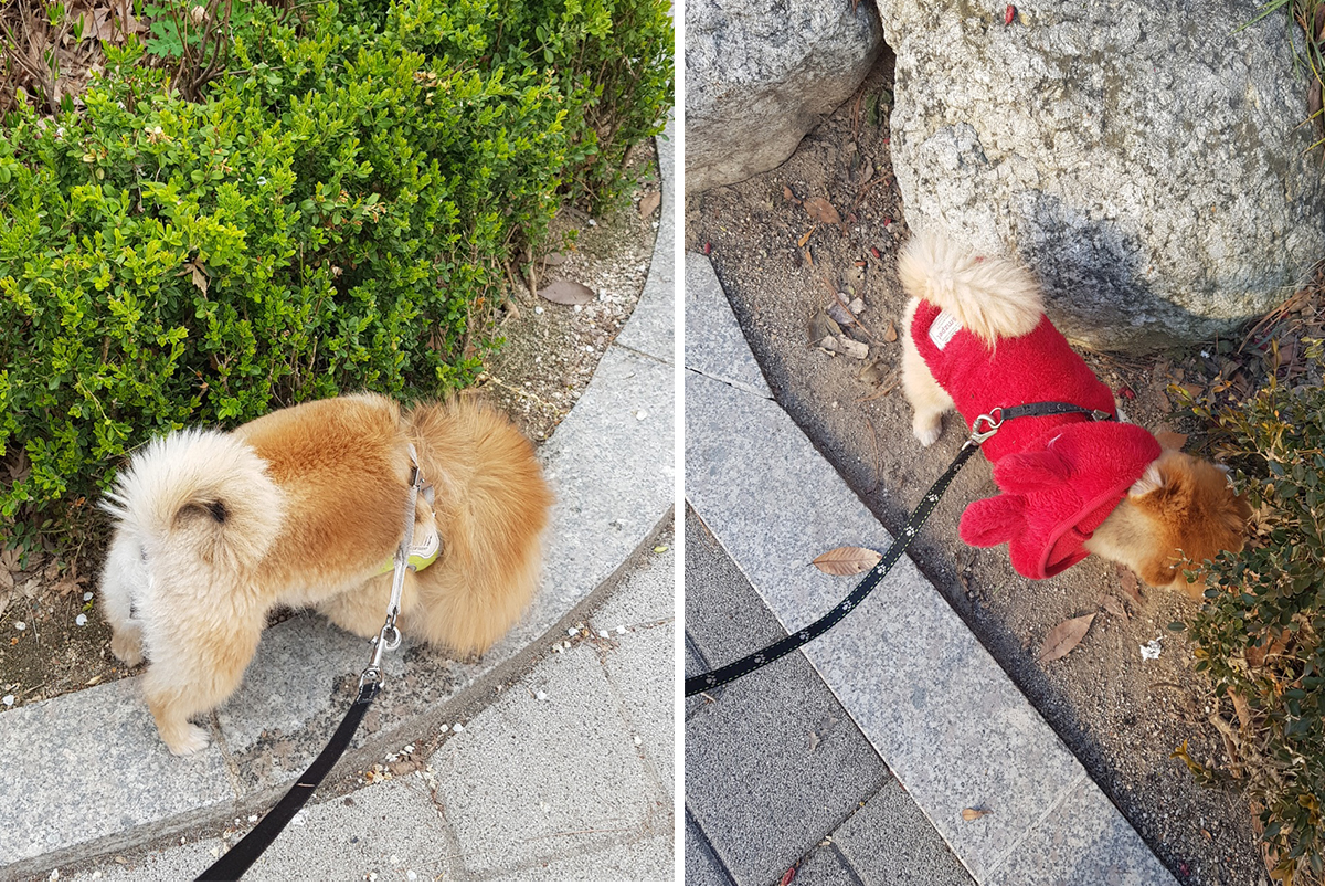 포메라니안 공원 산책하고 있는 순자, 영자