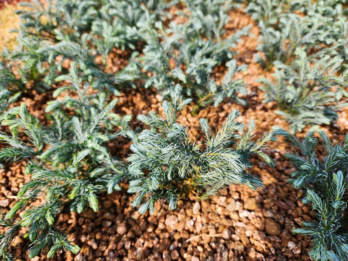 블루바드 화백나무