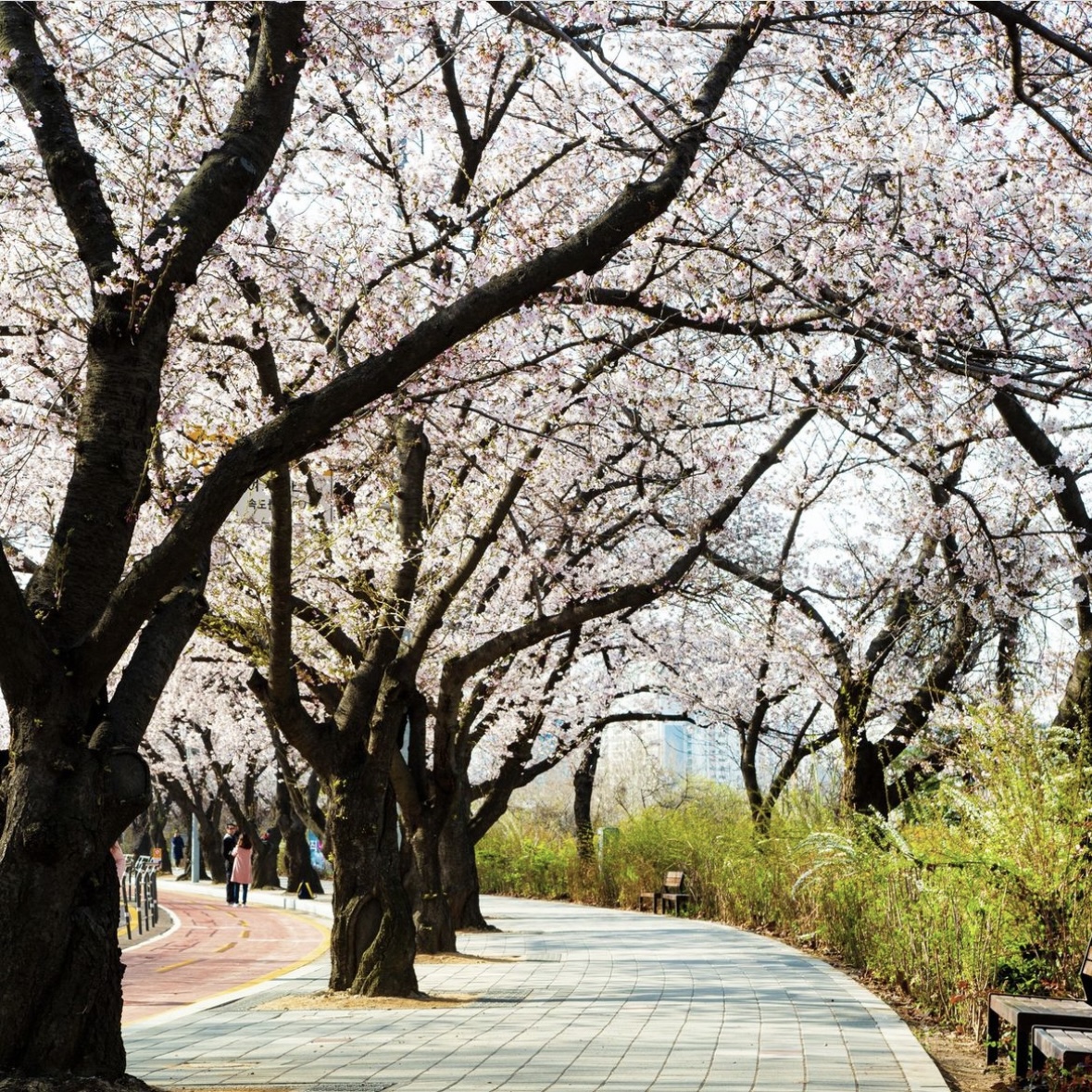여의도 벚꽃축제