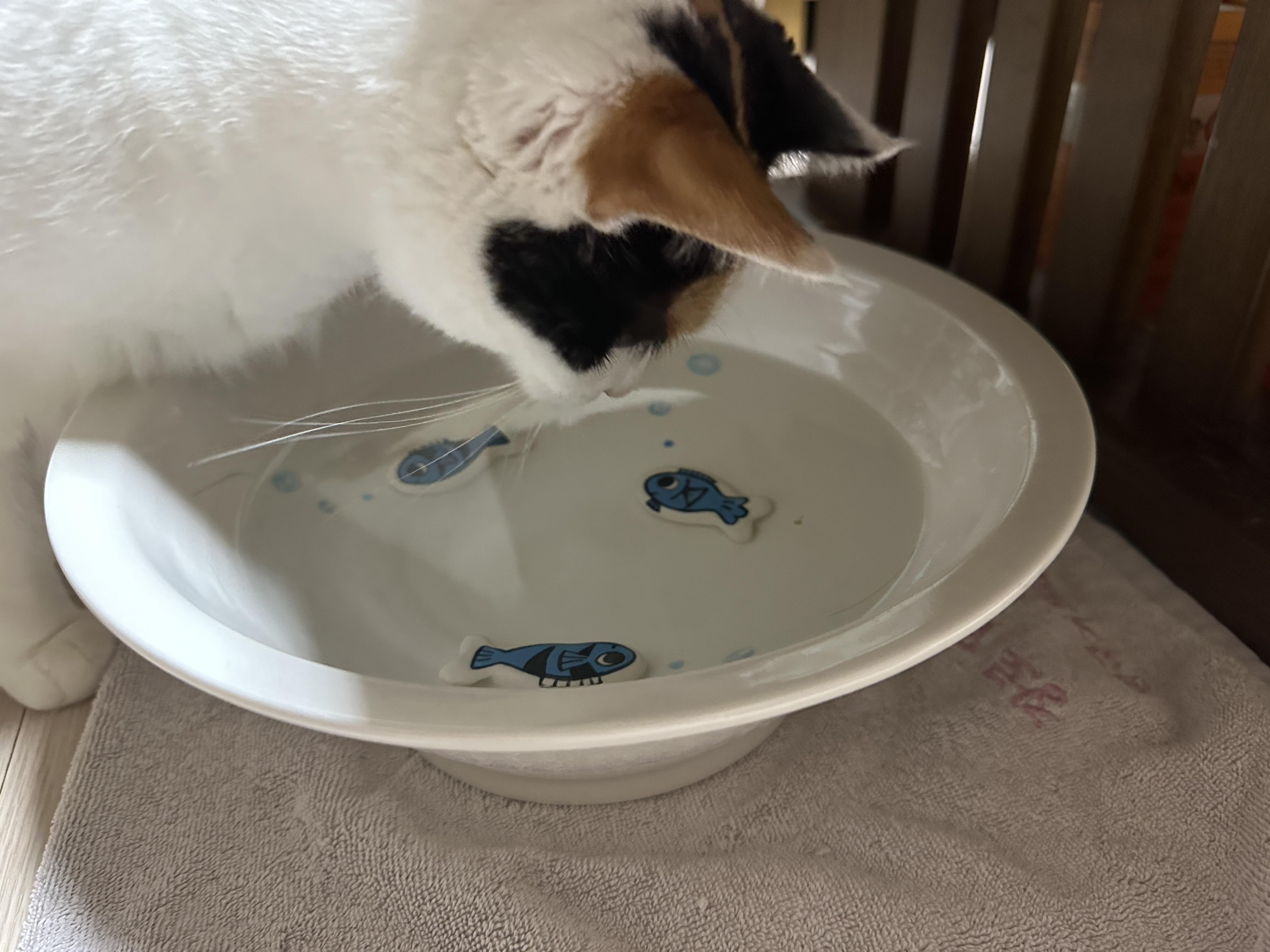 수반에_떠있는_부스러기를_보고_있는_요미