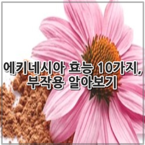 에키네시아 효능, 부작용 알아보기