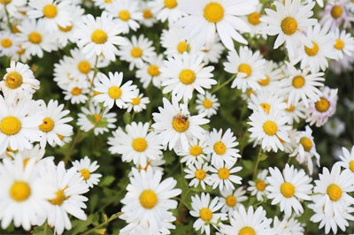 구절초 효능 및 구절초 부작용