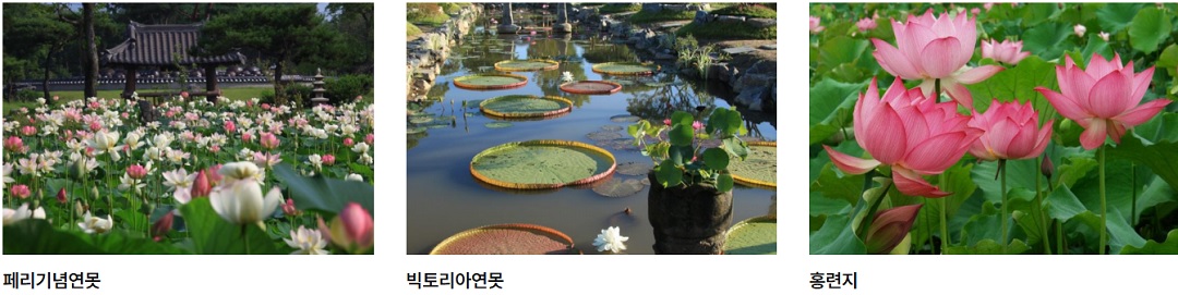 세미원 연꽃축제