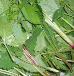 취나물 효능 부작용 칼로리 고르는법