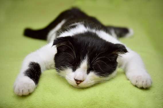 적응 첫 2주 로드맵- 숨을 공간부터 놀이까지 단계별 케어