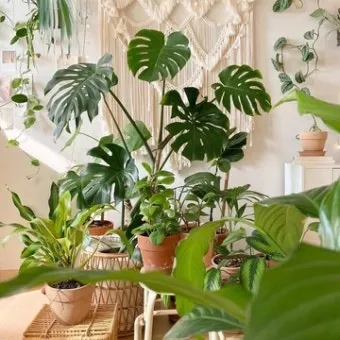 북향집 식물 선택 저조도관리 물주기 식물등 활용 방법_12