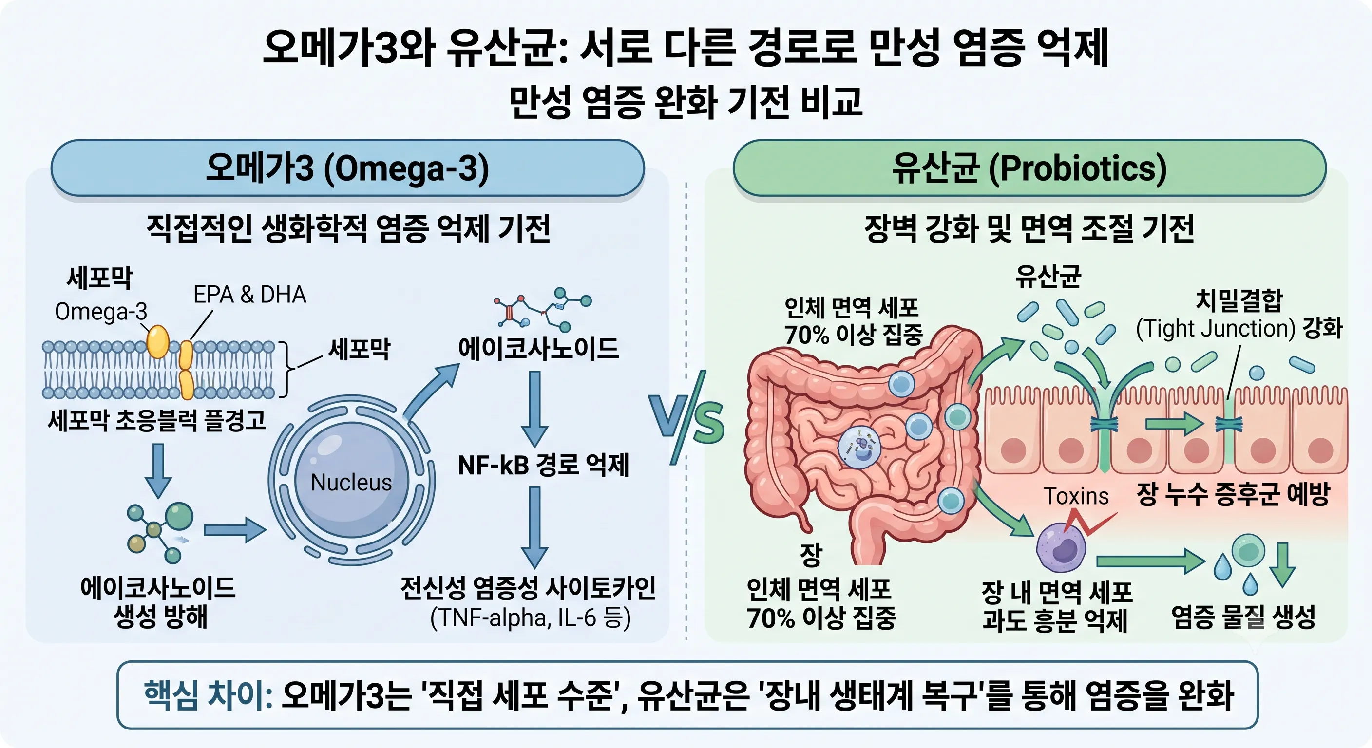세포막 수준에서 염증 사이토카인을 억제하는 오메가3 기전과 장벽을 강화해 장누수 증후군을 예방하는 유산균(프로바이오틱스)의 만성 염증 완화 경로 비교 인포그래픽