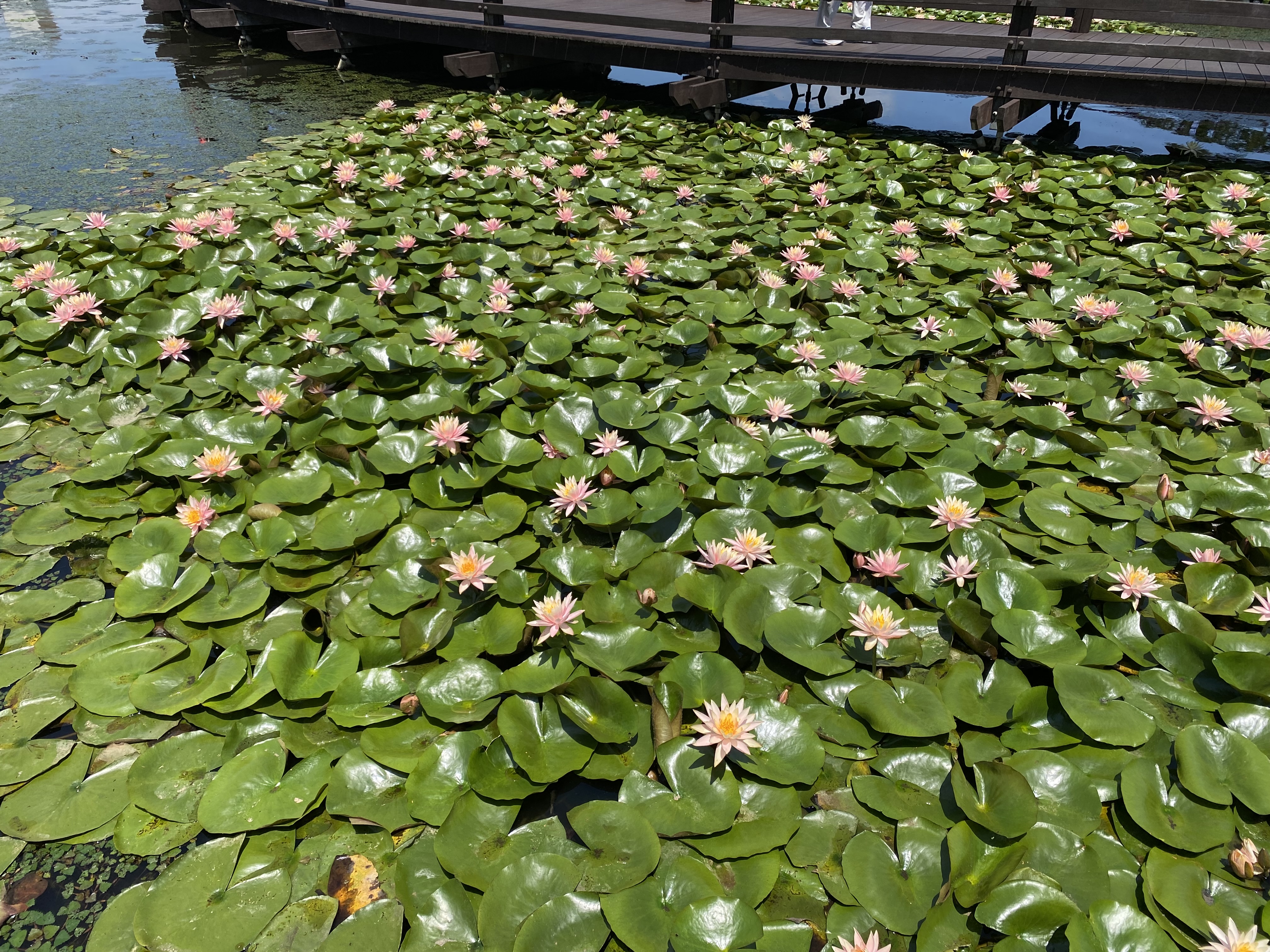 안성맞춤랜드 연꽃