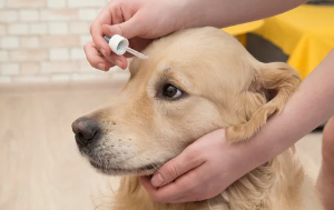 강아지 백내장사진/출처:어도비스톡