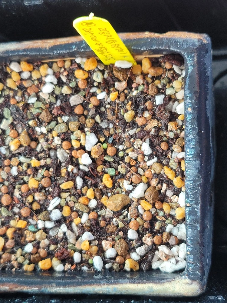 리갈A(삼형제) X 라산이네 귀짧은리갈