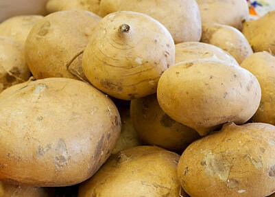 히카마,얌빈,멕시코감자2