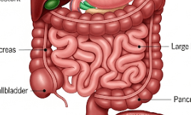 카뮤트효소 변비
