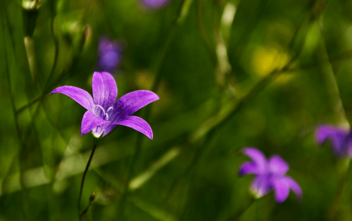 보라색 도라지 꽃이 들판에 피어있습니다
