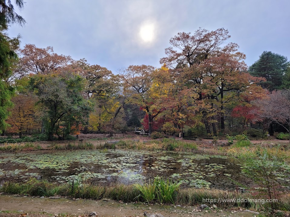 습지와 단풍나무 그리고 태양