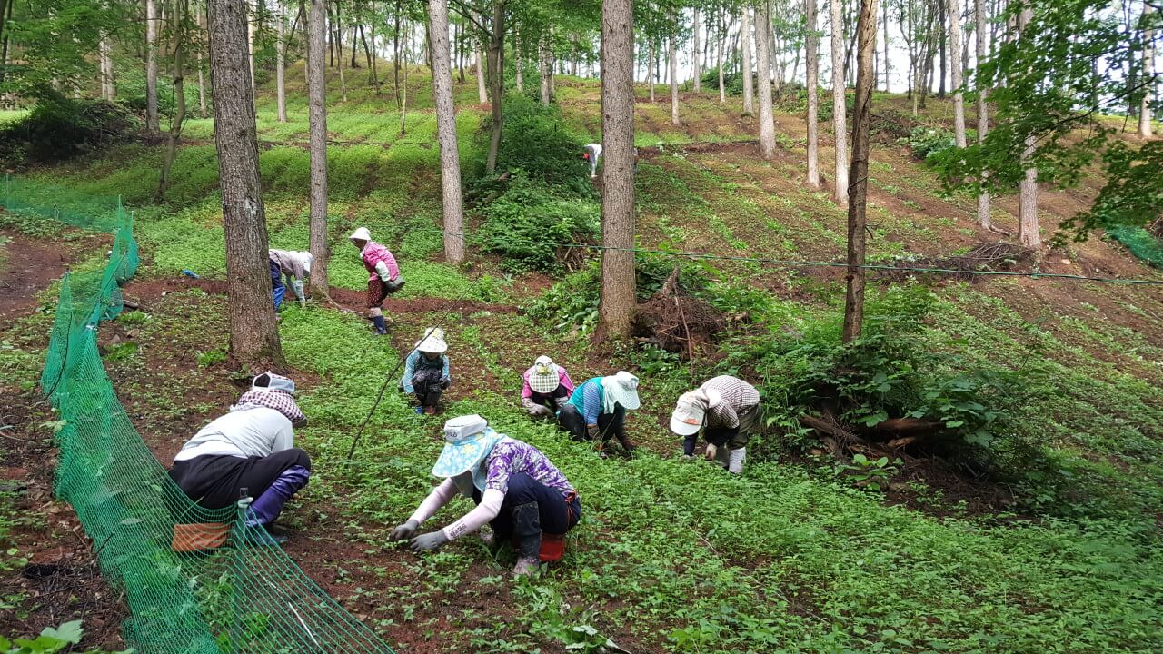 6시내고향 강원 평창 산양삼 구매방법 산삼어람