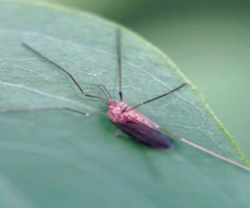 아까시잎혹파리