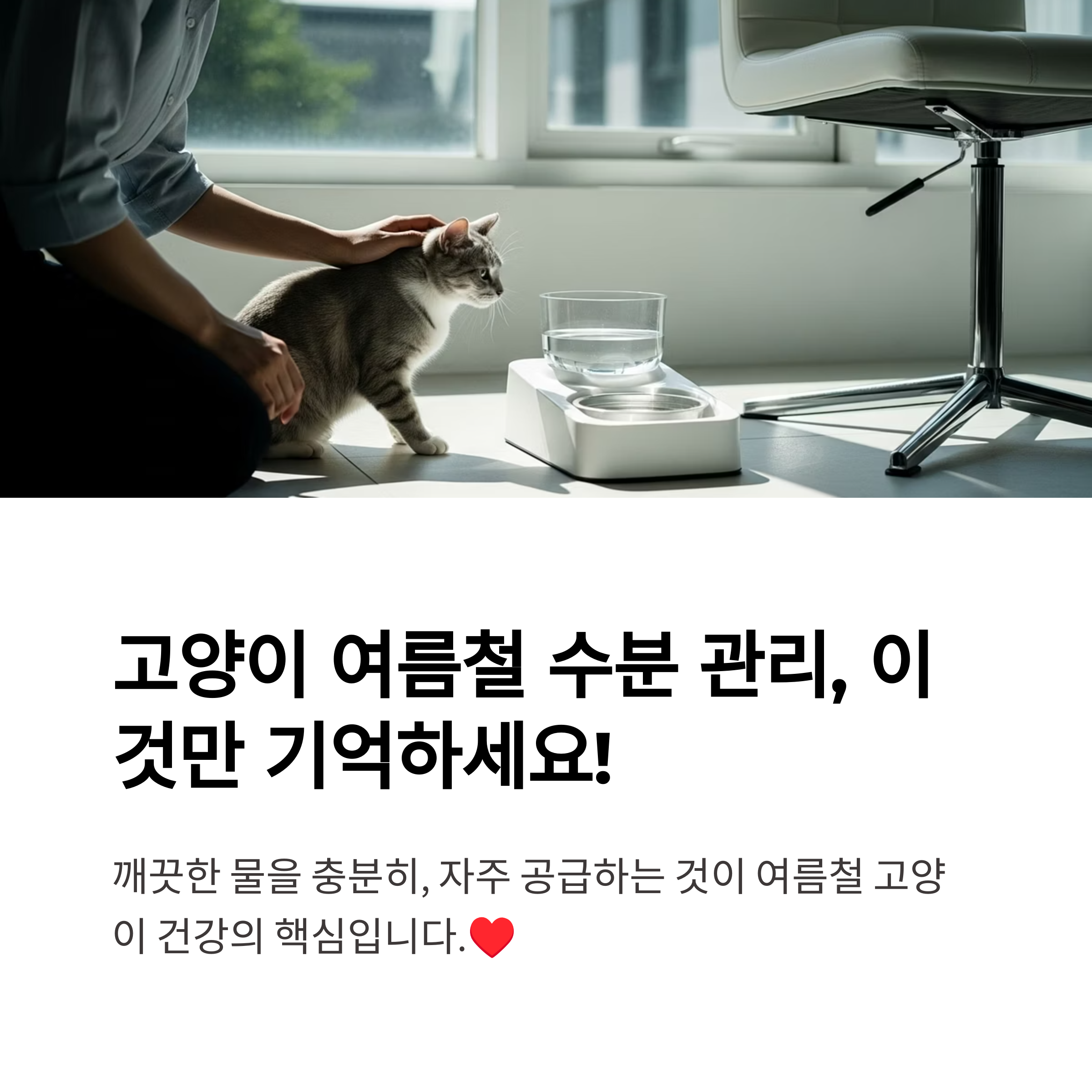 고양이 여름철 수분 관리, 이것만 기억하세요!