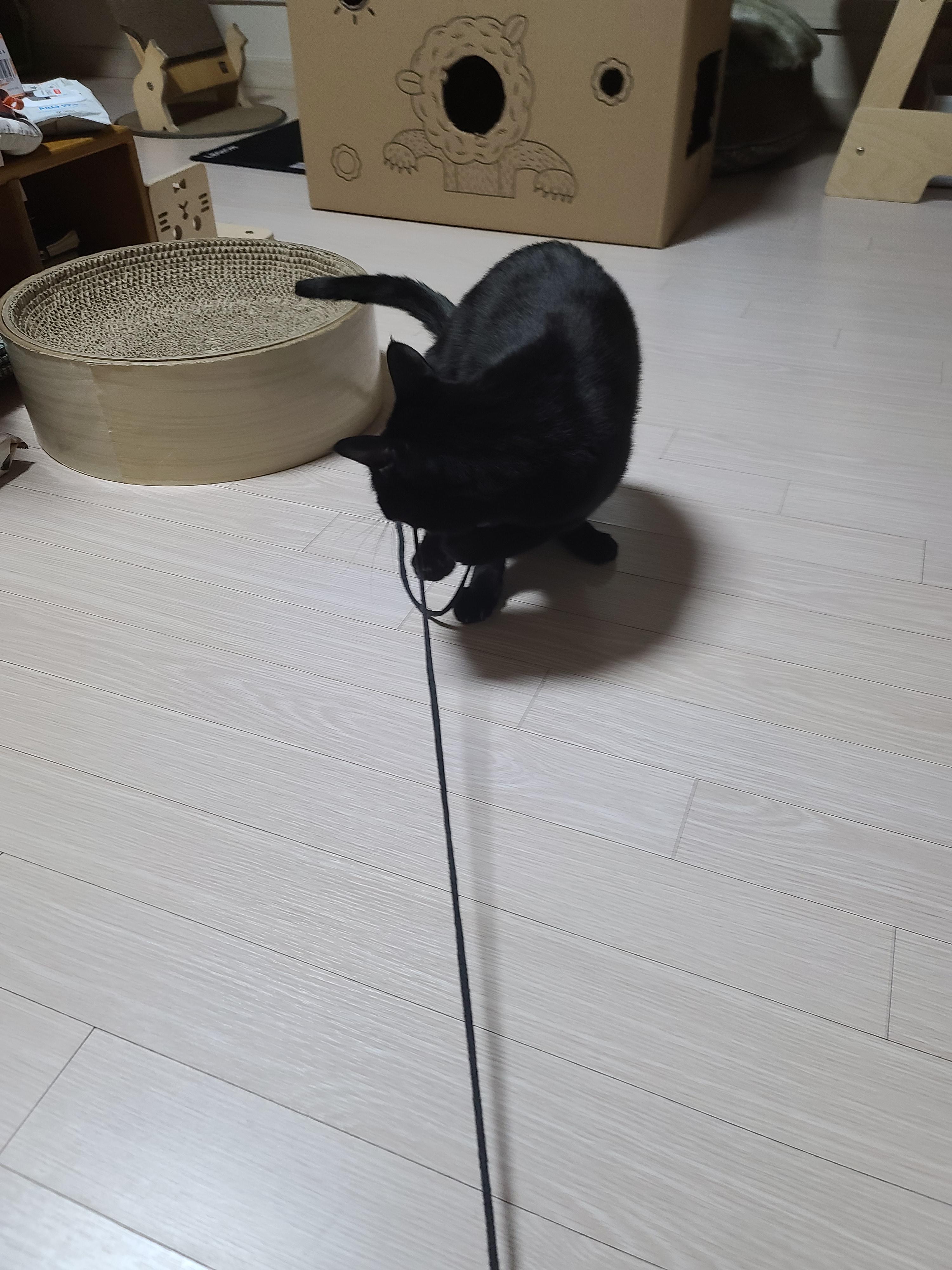 끈 하나로 신난 올블랙냥이 건이 (feat.치즈냥이 호야와 막둥이)