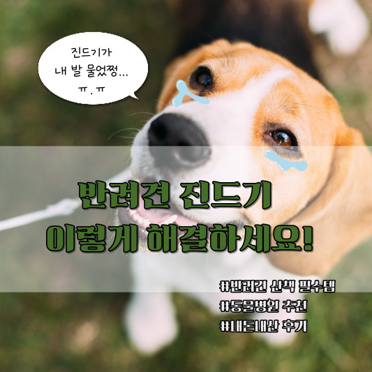 반려견 산책 필수템 진드기 퇴치제 추천