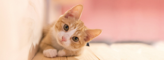 고양이