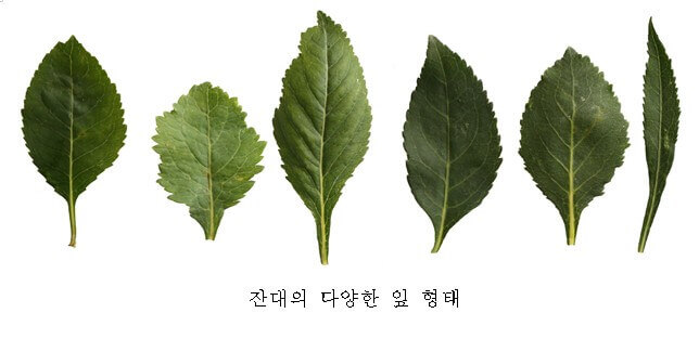 잔대 효능 6가지와 잔대 부작용 및 먹는 법