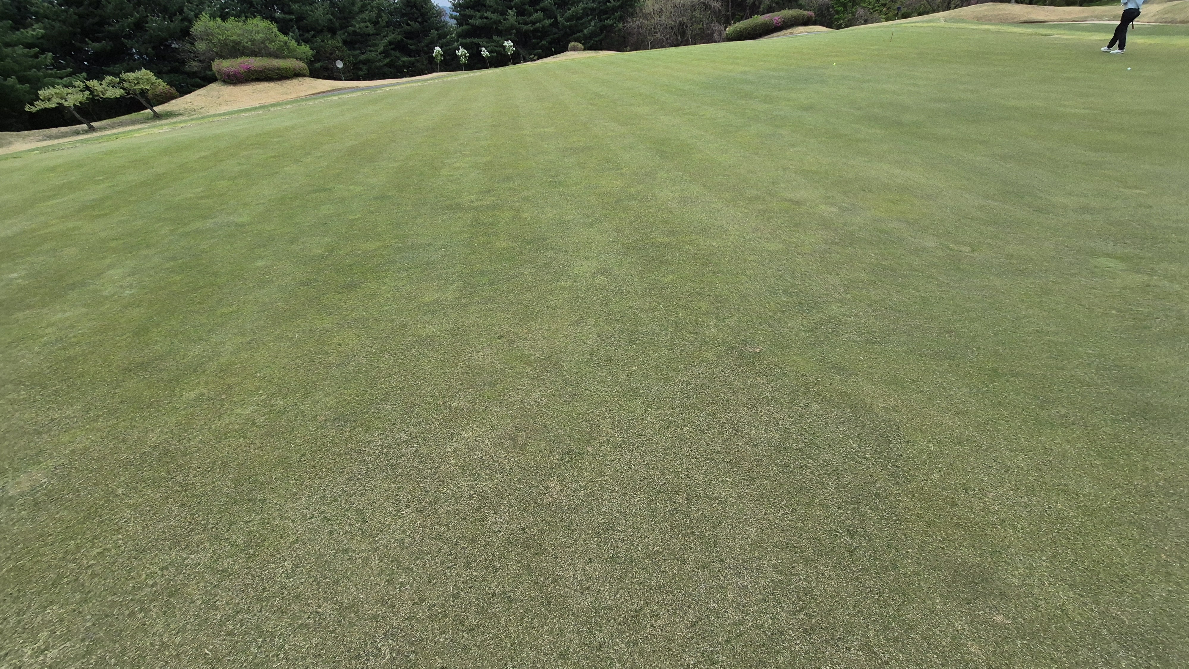 시그너스cc 코튼-라미 코스 그린 관리 상태