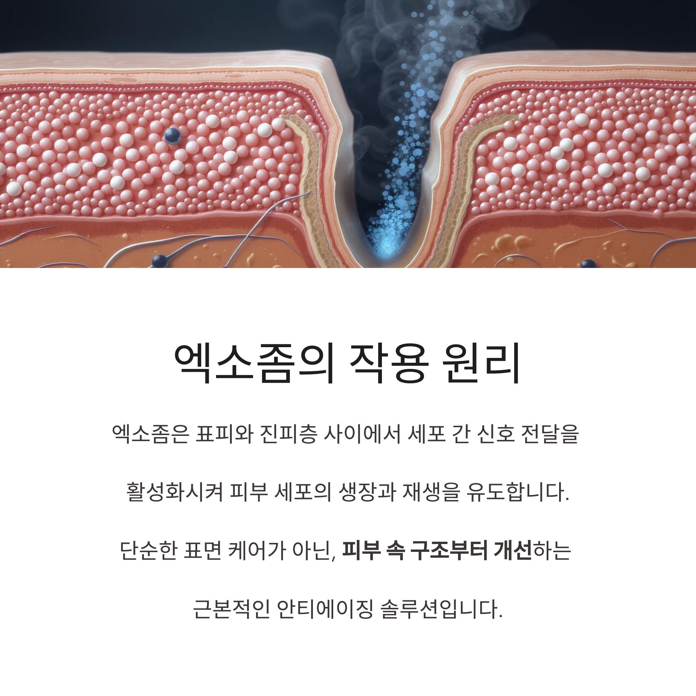 엑소좀의 작용 원리
엑소좀은 표피와 진피층 사이에서 세포 간 신호 전달을
활성화시켜 피부 세포의 생장과 재생을 유도합니다.
단순한 표면 케어가 아닌, 피부 속 구조부터 개선하는
근본적인 안티에이징 솔루션입니다.