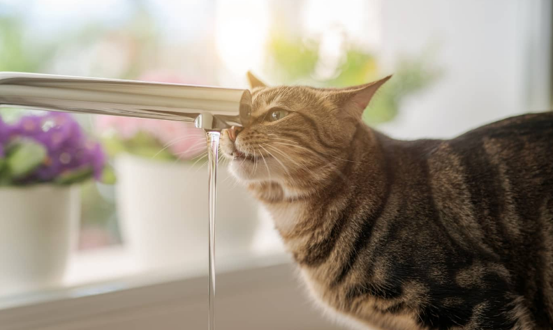 고양이의 물 마시는 습성을 이해하고 급수량 신경 써주기