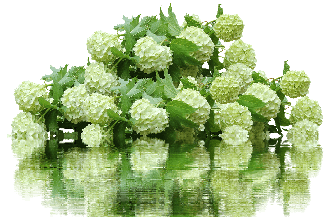 베니스랜드 유럽수국축제