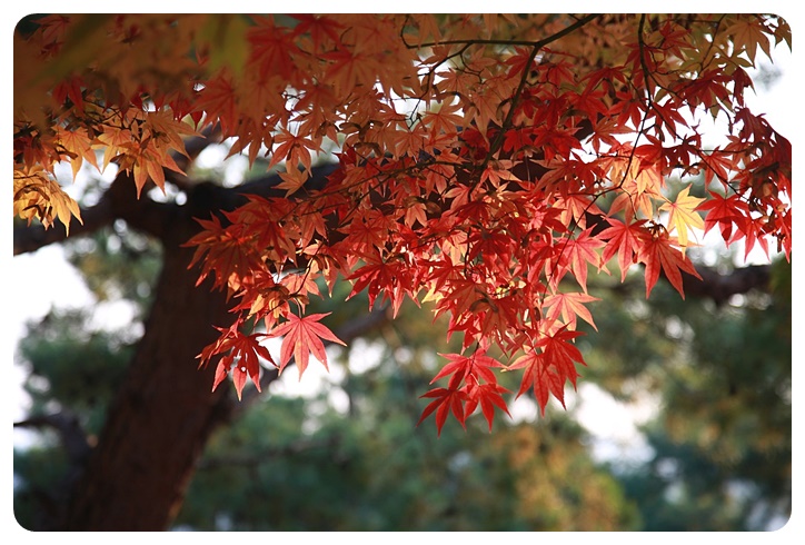 단풍나무