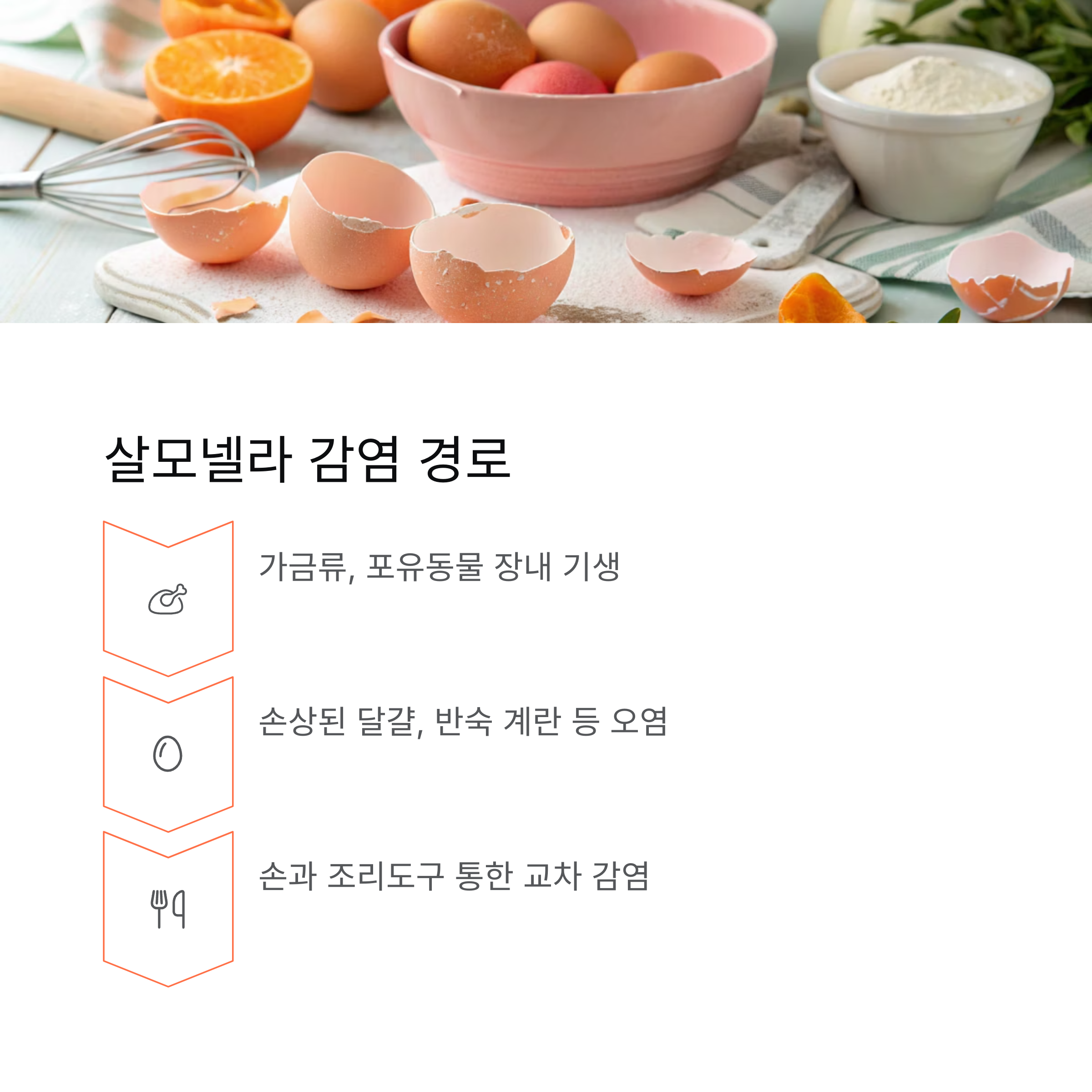 살모넬라 감염 경로