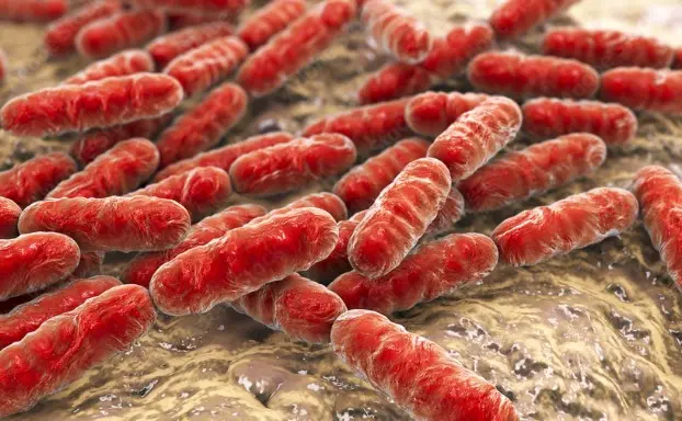 유익한 장내 미생물 종류