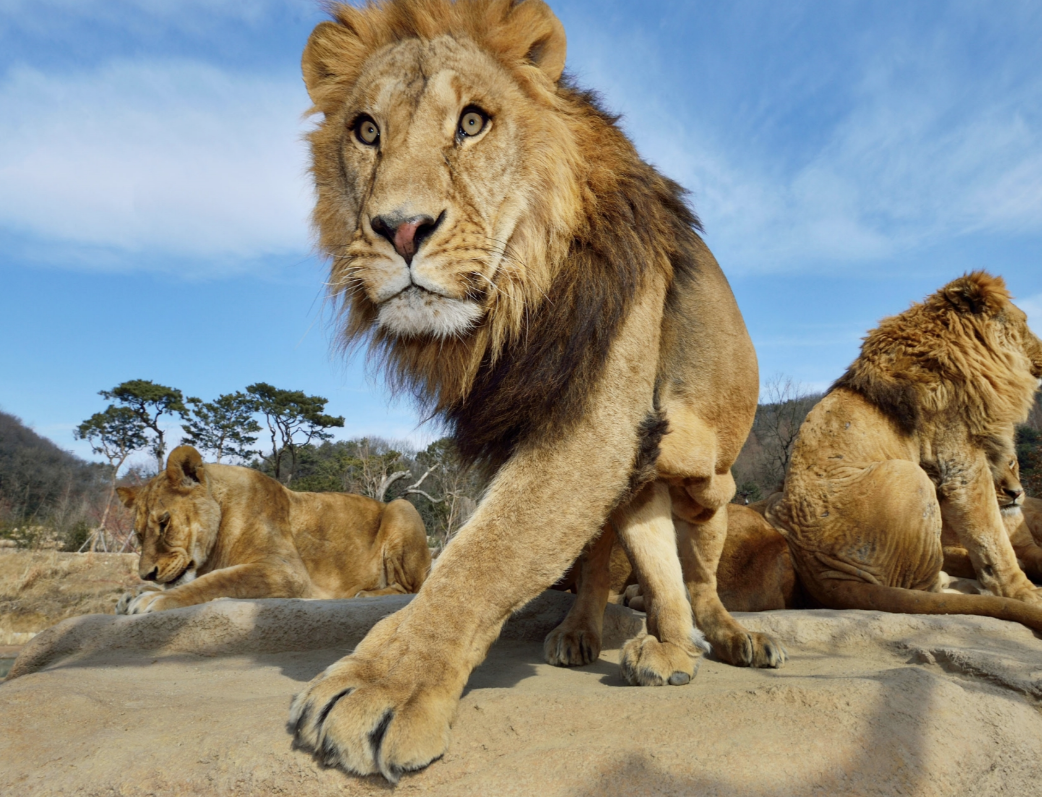 🐾 에버랜드 리버 트레일 어드벤처 솔직 후기! 도보로 걷는 신개념 사파리 체험 ✨