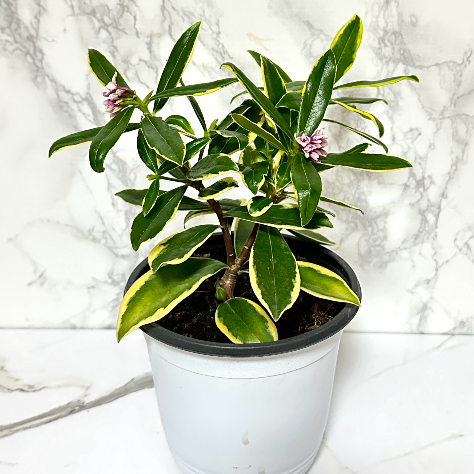 황금무늬 천리향 키우기