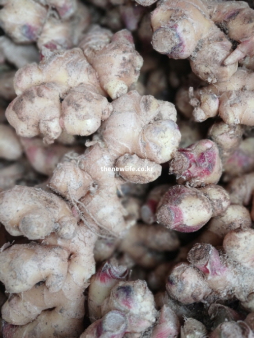 생강 효능의 소화 기능 개선과 메스꺼움 완화에 도움이 되는 실물 생강 뿌리 사진