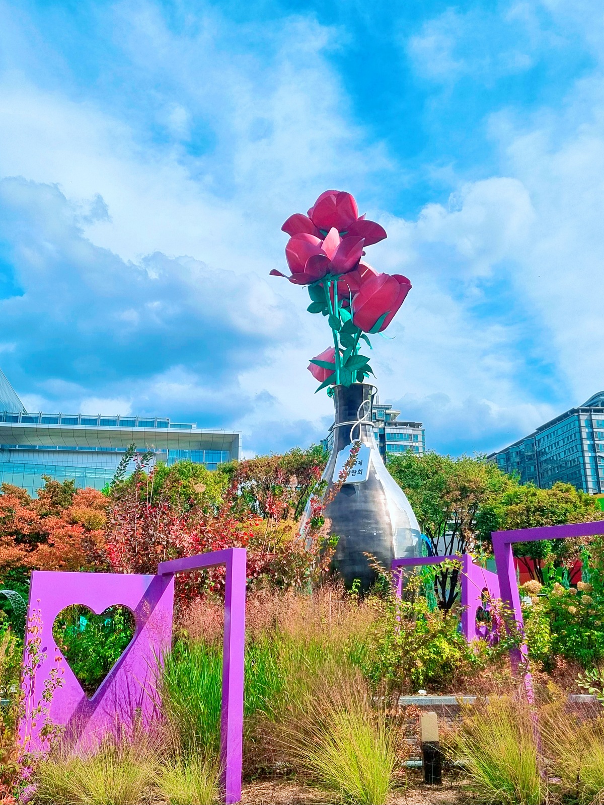 서울 근교 가을꽃 만발한, 경기도 고양시 강매석교공원 창릉천 코스모스축제