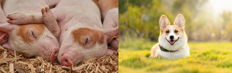 자축인묘진사오미신유술해 순서 12간지 동물 계절 의미