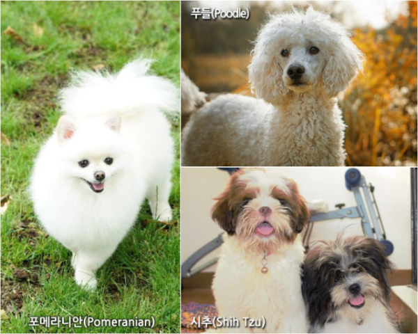 포메라니안 토이푸들 시추