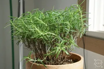 화분 잎마름 원인 햇빛부족 건조 과습 진단 맞춤 처방 가이드_3