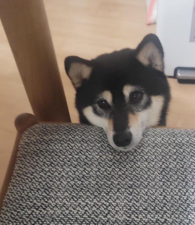 식탁의자에 턱을 기대고 기다리고 있는 강아지