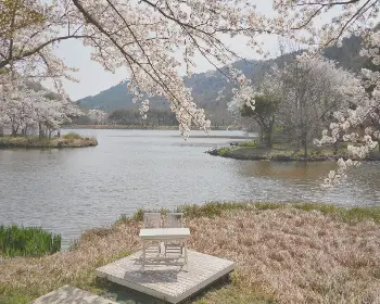 경주벚꽃축제_24