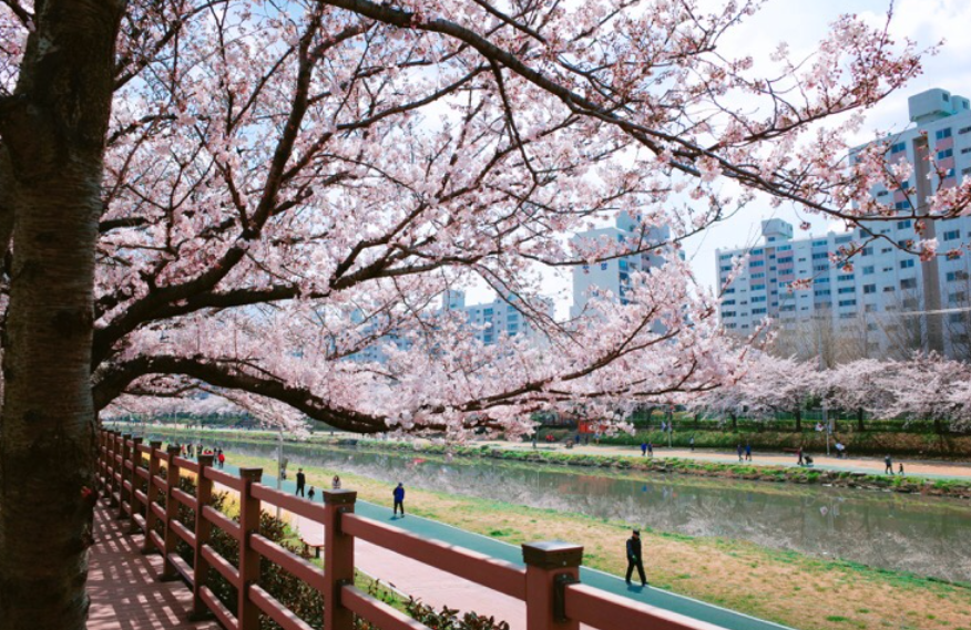 2025 벚꽃 개화시기 부산 온천천 벚꽃 축제
