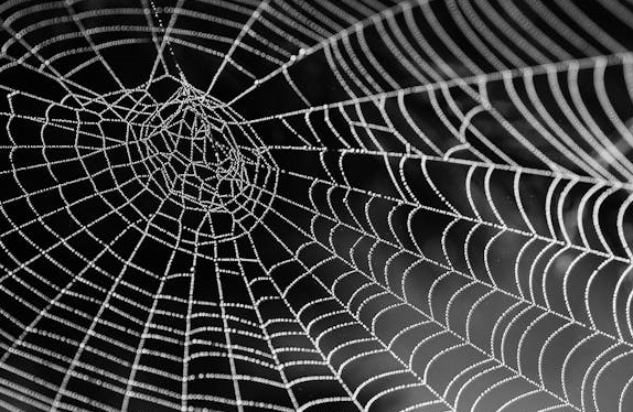 해충 퇴치사보다 효율적인 거미의 사냥 능력