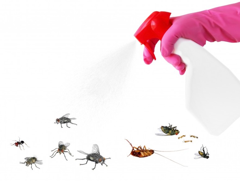 빈대 스팀 다리미