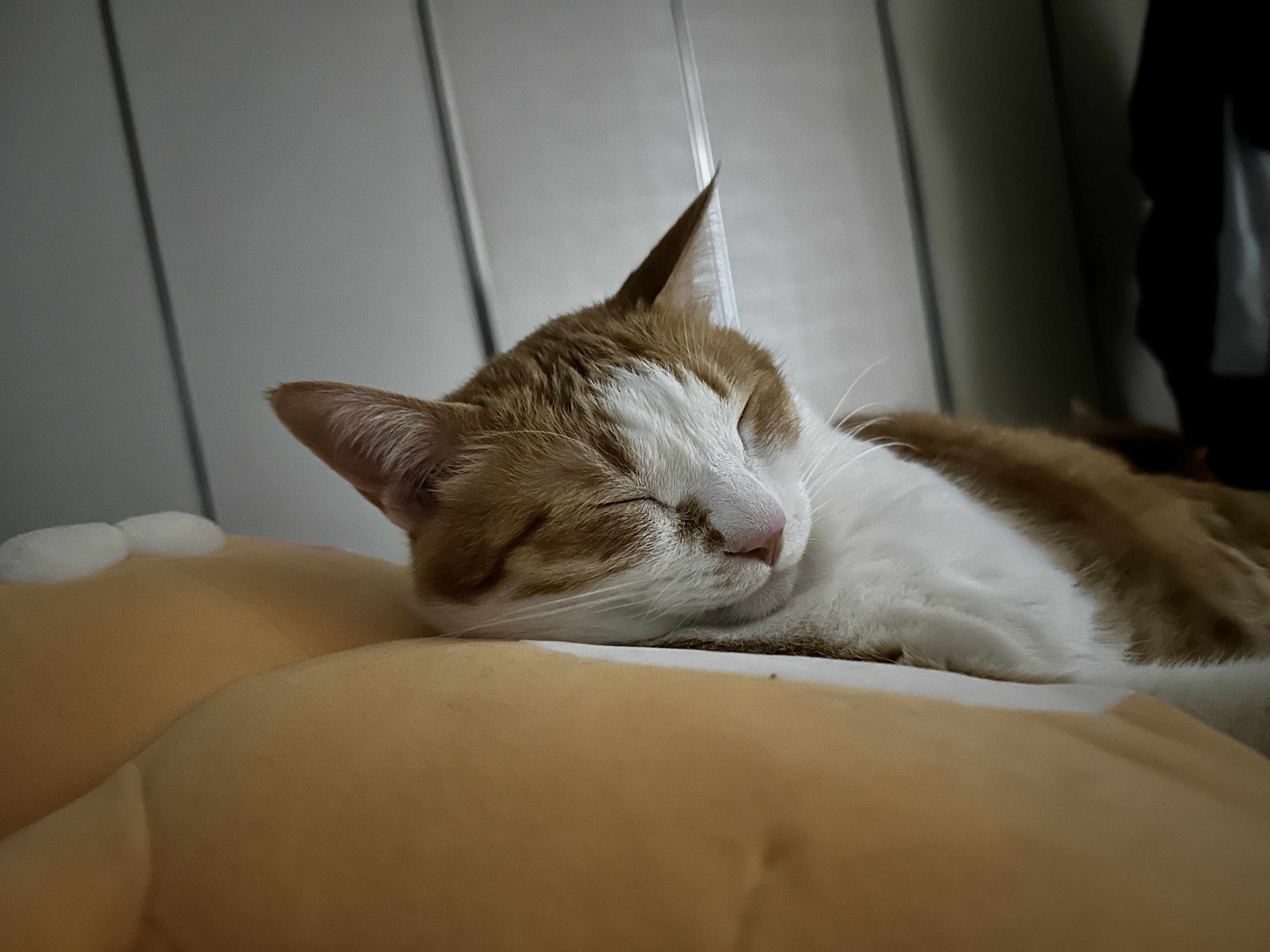 인형에_기대서_자는_치즈냥이_호야_얼굴