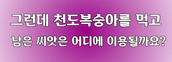  그런데 천도복숭아를 먹고 남은 씨앗은 어디에 이용될까요?