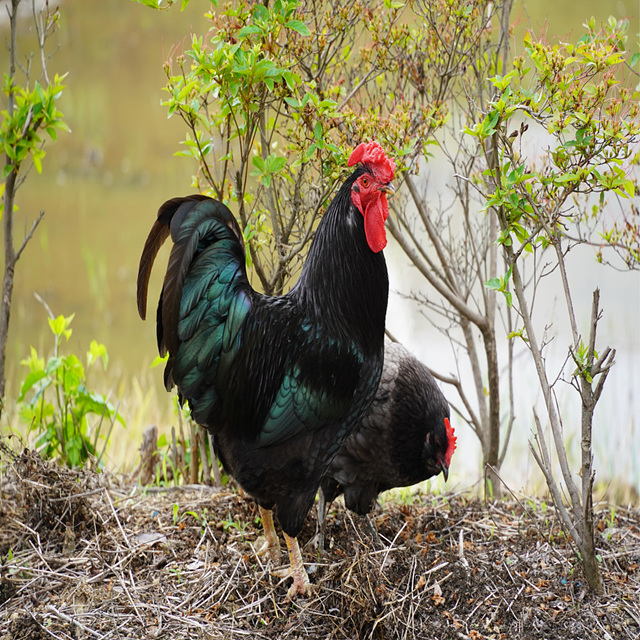 2026 띠별 신년 운세